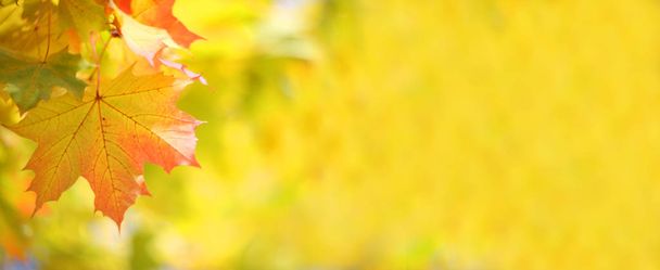 Красивый размягченный фон из желтых осенних листьев кленовых деревьев - Фото, изображение