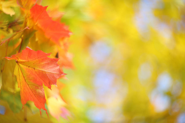 Красивый размягченный фон из желтых осенних листьев кленовых деревьев - Фото, изображение