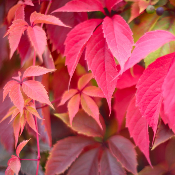 Red autumn ivy leaves close up natural defocused background - Foto, imagen