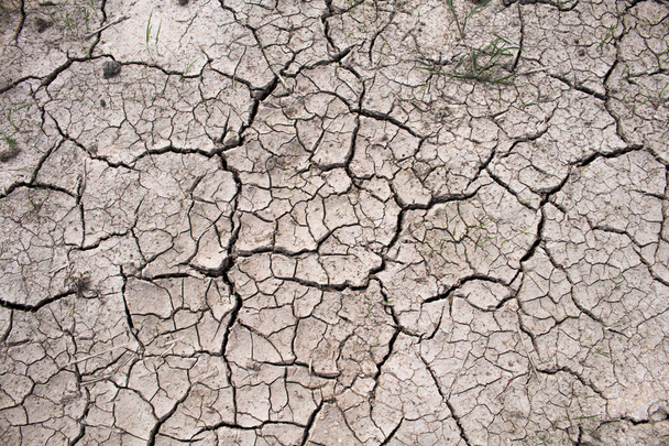 Drought in rice fields, Concept drought. - Photo, Image