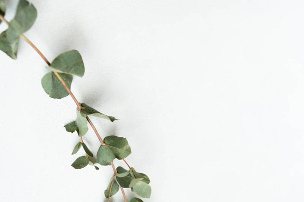 floristry minimalistic art green eucalyptus twig - Fotografie, Obrázek