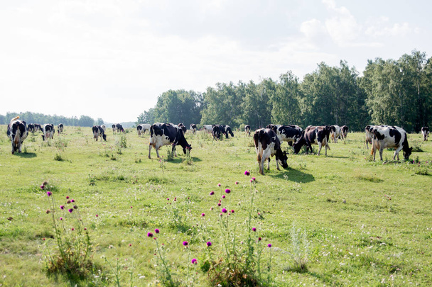 ένα κοπάδι από αγελάδες στο πεδίο καλοκαίρι πράσινο λιβάδι - Φωτογραφία, εικόνα