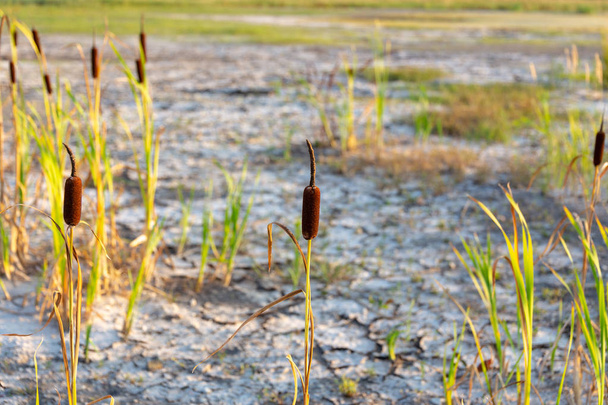 droge bodem in gedroogde uit meer met overgebleven veerkrachtig planten na warme extreme zomer en droogte gebarsten - Foto, afbeelding