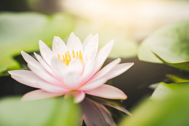 belle fleur de lotus sur l'eau après la pluie dans le jardin
. - Photo, image