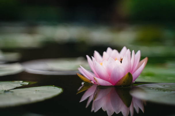 beautiful lotus flower on the water after rain in garden. - Fotografie, Obrázek