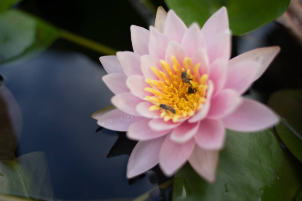 beautiful lotus flower on the water after rain in garden. - Photo, Image