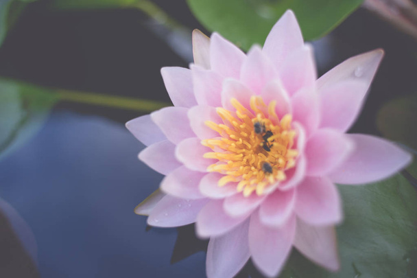 piękny kwiat lotosu na wodzie po deszczu w ogrodzie. - Zdjęcie, obraz