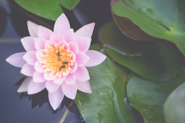bel fiore di loto sull'acqua dopo la pioggia in giardino
. - Foto, immagini