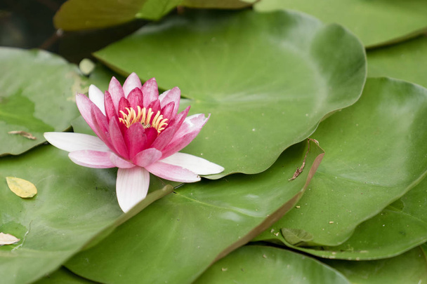 mooie lotusbloem op het water na regen in de tuin. - Foto, afbeelding