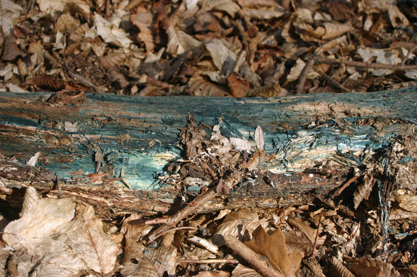 Zöld foltos halott fa talán a zöld Elfcup (Chlorociboria aeruginascens) gomba által okozott. Az elhalt és bomló háttér levelek erdős. - Fotó, kép