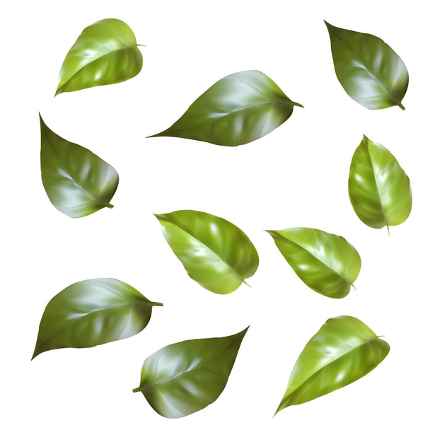 green leaves isolated on white background - Vector, imagen
