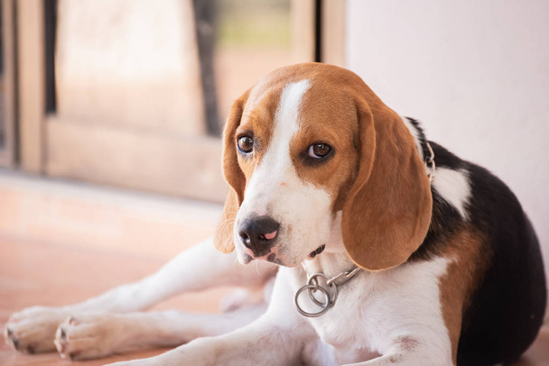 portrait of puppy beagle dog, animal concept - Photo, Image