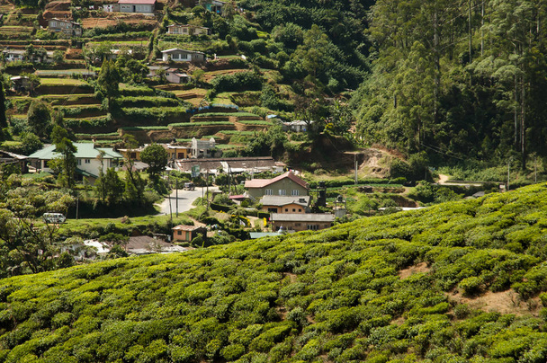 Plantação de chá - Sri Lanka
 - Foto, Imagem