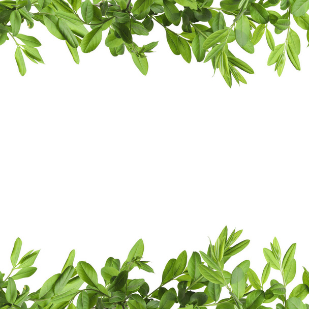 Frame of fresh green leaves with space for design on white background - Фото, изображение