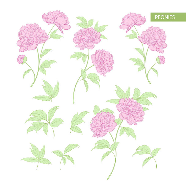 Set di elementi di fiori di peonia. Illustrazione botanica. Raccolta di peonie su sfondo bianco
. - Vettoriali, immagini
