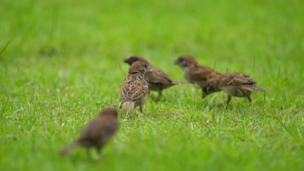 grupo de gorriones exuberante encontrar y comer alimentos en el suelo de hierbas / suelo en el jardín y el parque
. - Metraje, vídeo