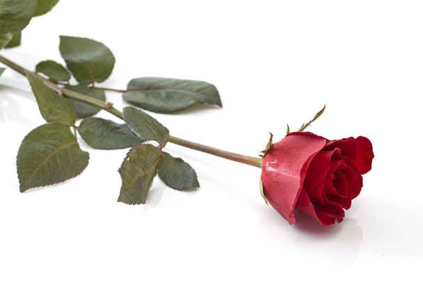 Single beautiful red rose isolated on white background, Love concept image - Foto, Imagen