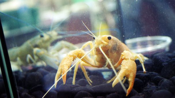Crayfish in the fish tank.  - Photo, Image