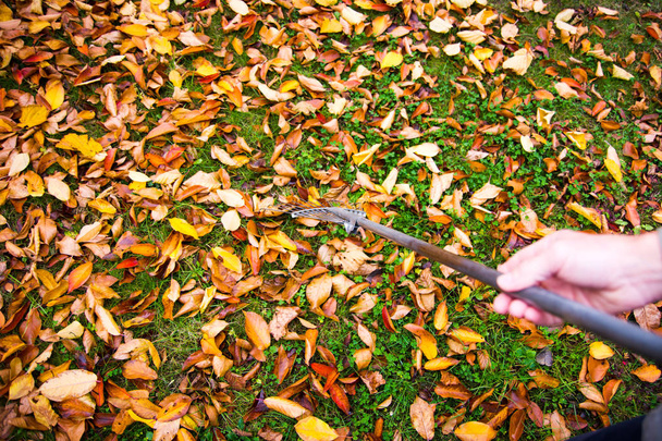 Άνθρωπος συλλέγει πέσει φθινόπωρο αφήνει στην αυλή πρώτη προβολή πρόσωπο - Φωτογραφία, εικόνα