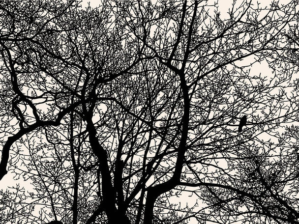 Silhouettes of tree branches in cold season - Vector, Image