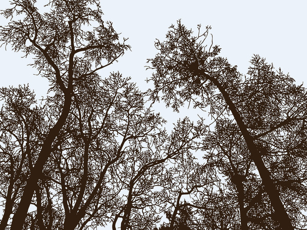 Силуети дерев у зимовому парку
 - Вектор, зображення
