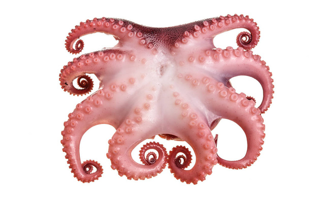 Kleine octopus geïsoleerd op een witte achtergrond. Close-up - Foto, afbeelding