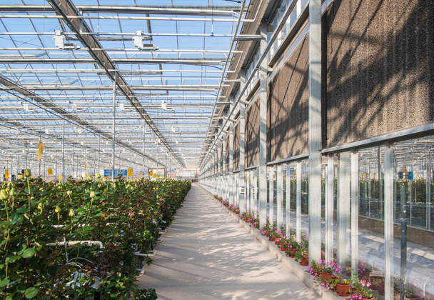 большая промышленная теплица с голландскими розами, общий план
 - Фото, изображение