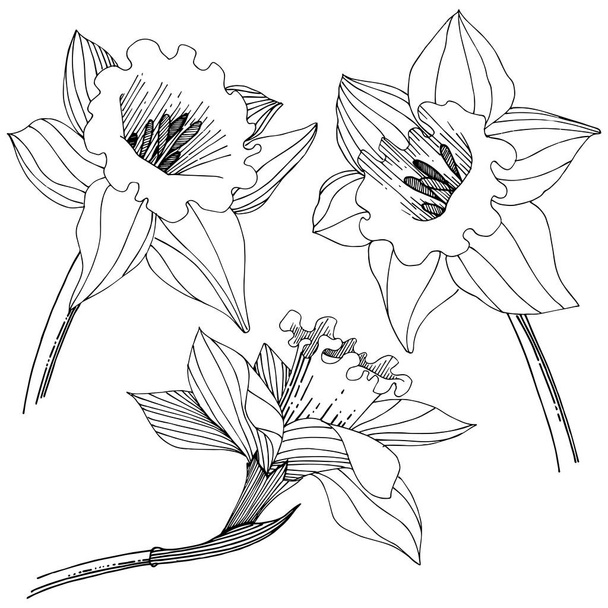 Narcisse fleur sauvage dans un style vectoriel isolé. Élément d'illustration isolé. Nom complet de la plante : narcisse. Fleur vectorielle pour fond, texture, motif d'emballage, cadre ou bordure
. - Vecteur, image