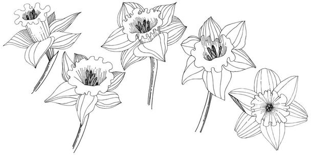 Narcissus villikukka vektorityyliin eristetty. Eristetty kuvaelementti. Laitoksen koko nimi: Narcissus. Vektori kukka tausta, rakenne, kääre kuvio, runko tai reunus
. - Vektori, kuva