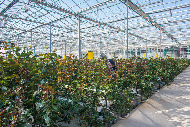μεγάλο βιομηχανικό θερμοκήπιο με τριαντάφυλλα Ολλανδικά, το συνολικό σχέδιο - Φωτογραφία, εικόνα