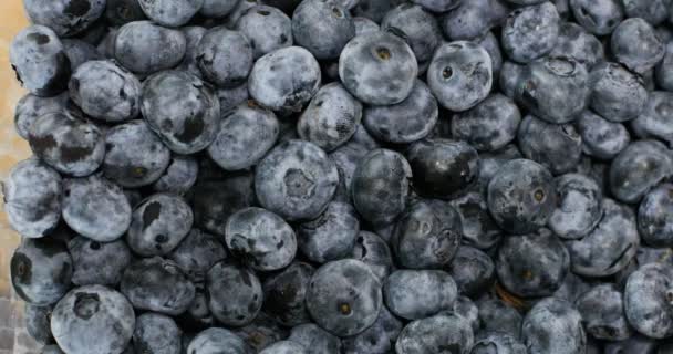 Slow motion of fresh blueberry fruits. - Footage, Video