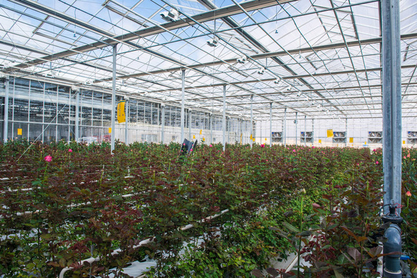 nagy ipari üvegházhatást okozó holland rózsákkal, az átfogó terv - Fotó, kép