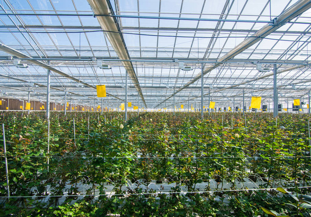 grande serra industriale con rose olandesi, il piano generale
 - Foto, immagini