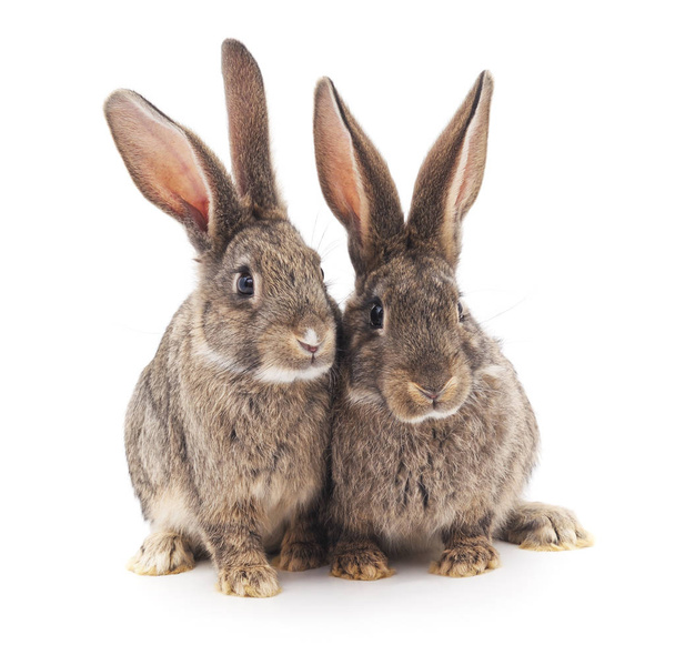 Two gray rabbits isolated on a white background. - Foto, imagen