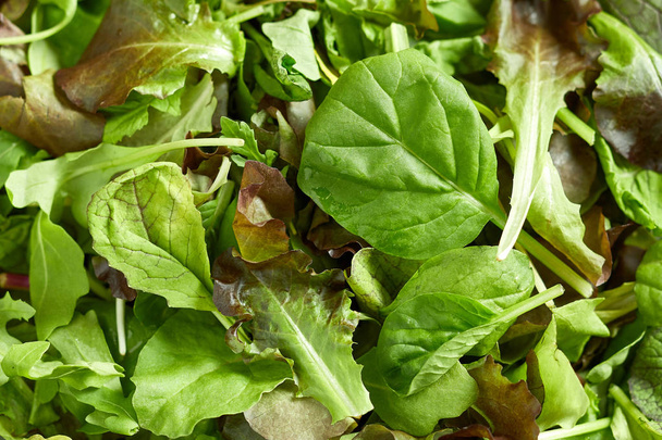 Vista ravvicinata del mix di varietà, insalata verde sana e fresca
 - Foto, immagini