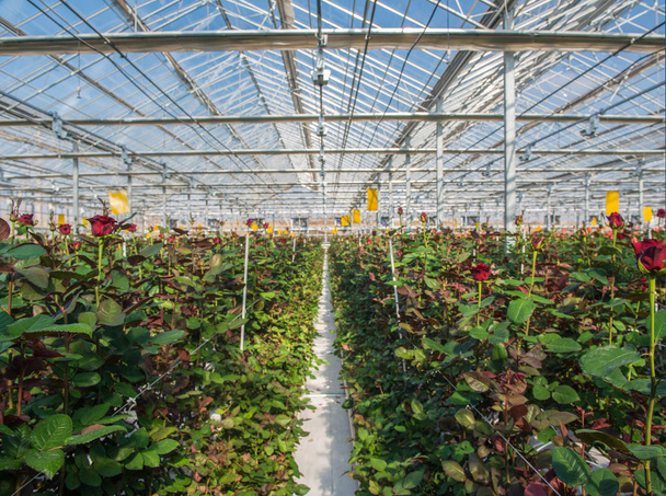 μεγάλο βιομηχανικό θερμοκήπιο με τριαντάφυλλα Ολλανδικά, το συνολικό σχέδιο - Φωτογραφία, εικόνα