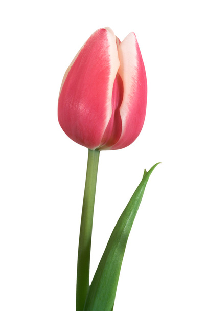 tulipan - Zdjęcie, obraz