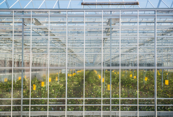 velké zapocené sklo stěna skleníku s květinami - Fotografie, Obrázek