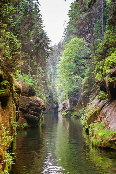 Kloven van de rivier met rotsen en bomen langs in Tsjechië - Foto, afbeelding