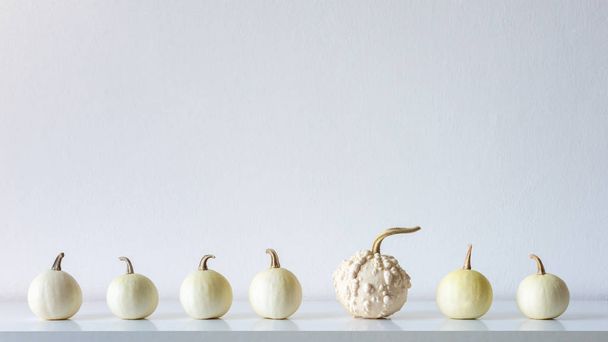 Happy Thanksgiving Background. Selection of little white pumpkins on white shelf against white wall. Modern minimal autumn inspired room decoration. - Foto, afbeelding