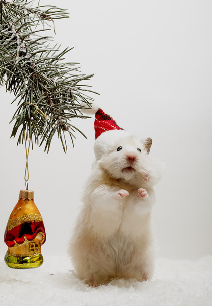Hamster next to the Christmas tree and Christmas toy - Foto, afbeelding