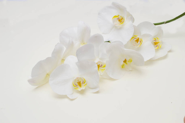 romantic branch of white orchid on beige background. - 写真・画像