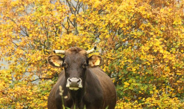 黄色の葉の木、秋の背景に対して秋に茶色の大きな牛 - 写真・画像