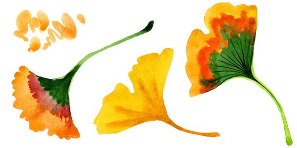 Πολύχρωμα φύλλα ginkgo. Φύλλο φυτού Βοτανικός Κήπος floral φύλλωμα. Απομονωμένη εικονογράφηση στοιχείο. Φύλλα ακουαρέλας για φόντο, υφή, μοτίβο περιτύλιγμα, πλαίσιο ή στα σύνορα. - Φωτογραφία, εικόνα