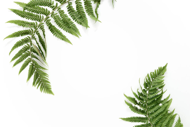 Fern leaves background with a space for a text, flat lay  - Fotó, kép