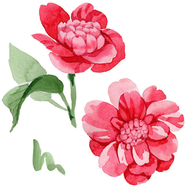 Aquarel roze camellia klimmen bloem. Floral botanische bloem. Geïsoleerde illustratie element. Aquarelle wildflower voor achtergrond, textuur, wrapper patroon, frame of rand. - Foto, afbeelding