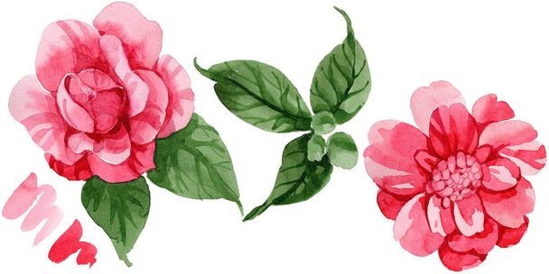 Watercolor pink camellia climbing flower. Floral botanical flower. Isolated illustration element. Aquarelle wildflower for background, texture, wrapper pattern, frame or border. - Photo, Image