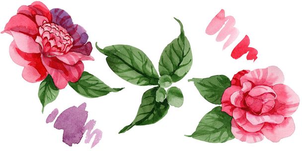 Ακουαρέλα ροζ Καμέλια λουλούδι αναρρίχησης. Floral βοτανικό λουλούδι. Απομονωμένη εικονογράφηση στοιχείο. Ακουαρέλα wildflower για φόντο, υφή, μοτίβο περιτύλιγμα, πλαίσιο ή στα σύνορα. - Φωτογραφία, εικόνα