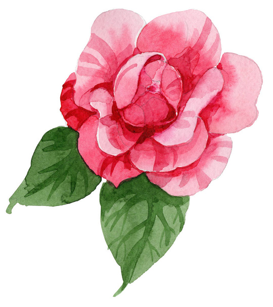 Watercolor pink camellia climbing flower. Floral botanical flower. Isolated illustration element. Aquarelle wildflower for background, texture, wrapper pattern, frame or border. - Valokuva, kuva