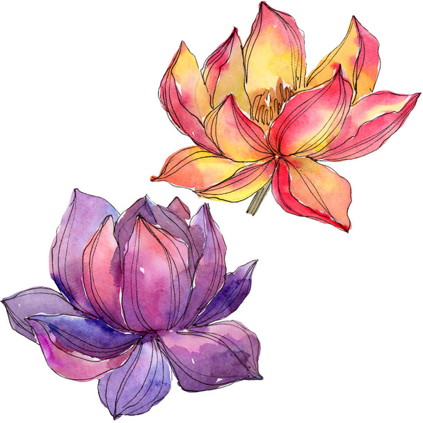 Watercolor colorful lotus flower. Floral botanical flower. Isolated illustration element. Aquarelle wildflower for background, texture, wrapper pattern, frame or border. - Photo, Image
